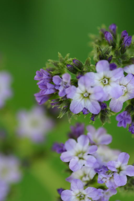 گل آفتاب پرست